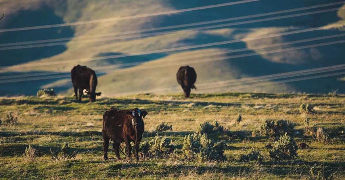 Analyse : l'impact environnemental de la production de viande