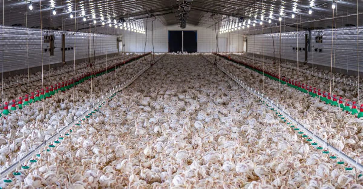 Les tendances de la viande bio en 2026
